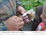 Fischbachtal kreativ - Gartenjahr-2013-06-28-14.jpg