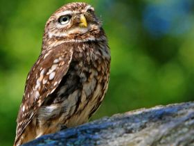 Steinkauz - Athene noctua - Foto: pixabay.com