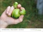 2013-08-23-08 - Gartenjahr fuer Kinder bei Fischbachtal kreativ.jpg