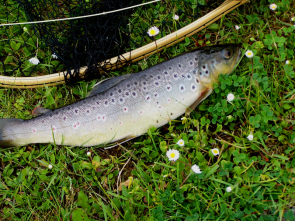 Bachforelle Salmo trutta fario - Foto THWU - Lizenz CC BY-SA 3.0