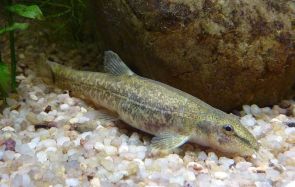 Bachschmerle - Foto Wilhelma - Lizenz gemeinfrei
