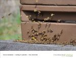 Rund um die Bienen 04 - Foto Achim Krell.jpg