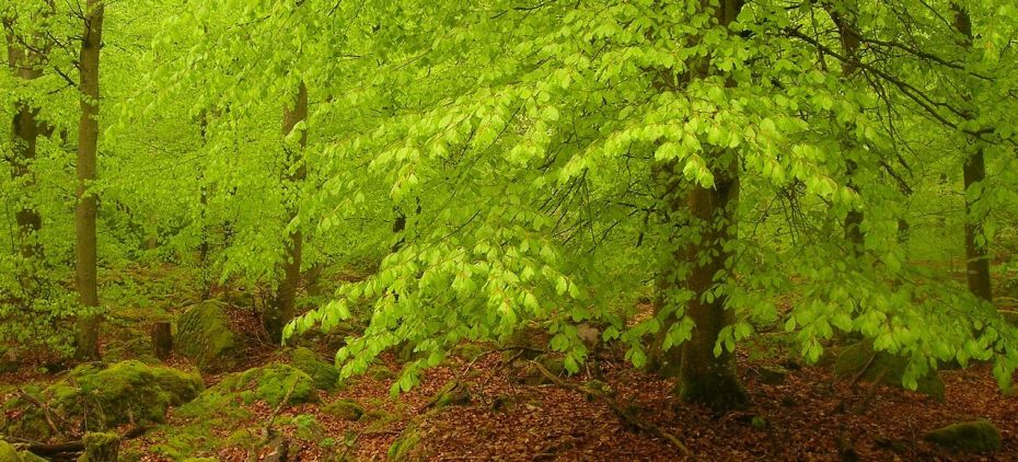 Buchenwald im Frühling