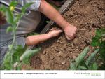 2013-08-23-09 - Gartenjahr fuer Kinder bei Fischbachtal kreativ.jpg