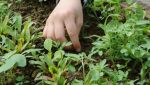 Fischbachtal kreativ - 2013 - Ein Gartenjahr für Kinder