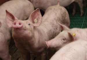 Konventionelle Schweinezucht und Schweinemast auf dem Hof Seeger