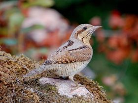 Wendehals - Jynx torquilla - Photo Arnstein Rønning - CC BY 3.0