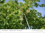 Fischbachtal kreativ - Rind um die Bienen 02-06.2013 - 03.jpg