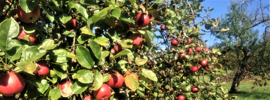 Auf einer Streuobstwiese (Foto: Stephan Kühn)